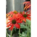 Echinacea Purpurea Tomato Soup R Roter Sonnenhut Ca. 11x11 cm Topf