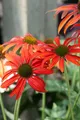 Echinacea purpurea 'Tomato Soup', Sonnenhut, rot, ca. 11x11 cm Topf