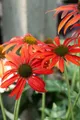 Pflanzen für Dich Staude Echinacea purp. Tomato Soup, 1 St., Roter Sonnenhut