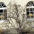 Korkenzieher Hasel 40-60cm - Corylus avellana - lebende Gartenpflanze aus den Baumschulen