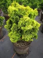 Chamaecyparis obtusa Nana Aurea - Gelbe Zwerg-Muschelzypresse - 25-30cm