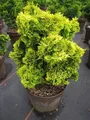 Chamaecyparis obtusa Nana Aurea - gelbe Zwerg-Muschelzypresse