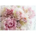 Wallarena Fototapete Blumen Pfingstrosen Rosen Rosa Vlies Tapete Schlafzimmer Wohnzimmer, Glatt, botanisch, (Vliestapete, Vlies Fototapete), Vliestapete Blumen Schlafzimmer Wohnzimmer Küche Tapete + Kleister rosa 2.08 m x 1.46 m