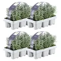 Plants by Frank | 24 Blauer Duft-Lavendel Pflanzen | Lavandula Angustifolia | Echter Lavendel | Winterhart | Gartenpflanzen - Lila