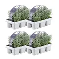 Plants by Frank | 24 Blauer Duft-Lavendel Pflanzen | Lavendel Angustifolia | Echter Lavendel Pflanze Winterhart Mehrjährig | Lavendelstrauch | Gartenpflanzen | 24 x Ø7 cm - 15 cm
