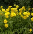 Schlitzblättriger Sonnenhut Goldquelle - Rudbeckia laciniata