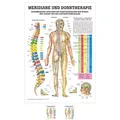 Sport-Tec Meridiane u. Dorn Mini-Poster Anatomie 34x24 cm medizinische Lehrmittel