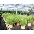 4x echter Rosmarin Officinalis 50 - 60 cm Höhe, XL Busch Ø 25-30 cm, stehend, winterhart Kräuter