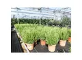 4x echter Rosmarin Officinalis 50 - 60 cm Höhe, XL Busch Ø 25-30 cm, stehend, winterhart Kräuter