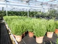 gruenwaren jakubik Gemüsepflanze echter Rosmarin Officinalis 50 - 60 cm Höhe, XL Busch Ø 25-30 cm