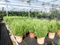 4x echter Rosmarin Officinalis 60 cm Höhe, XL Busch Ø 30 cm, winterhart Kräuter