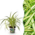 Zimmerpflanze - Chlorophytum comosum Variegatume Graslilie - 1x - ⌀12cm - ↕20cm