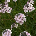 Großblumige Steintäschel - Aethionema grandiflorum