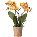 Kolibri Orchideen Orange Goldene Phalaenopsis Orchidee Topfgröße 12cm Juwel Las Vegas