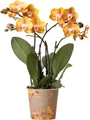 Kolibri Orchideen - Orange goldene Phalaenopsis Orchidee - Topfgröße 12cm - Juwel Las Vegas