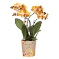Kolibri Orchideen | Orange-goldene Phalaenopsis-Orchidee - Jewel Las Vegas - Topfgröße Ø12cm | blühende Topfpflanze - frisch vom Züchter