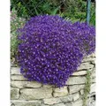 Aubrieta X Cult. Cascade Blue Blaukissen Blau Ca. 9x9 cm Topf