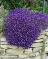 Pflanzen für Dich Staude Aubrieta cult. Cascade Blue, 1 St., Blaukissen