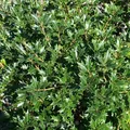 Ilexblättrige Duftblüte 60-80cm - Osmanthus heterophyllus