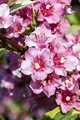 Weigela florida 'Nana Variegata' 80-100 cm - Weigelie, rosa Blüten, Blütezeit Mai-Juni, ideal für Hecken und Rabatten, bienenfreundlich, pflegeleicht