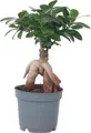 Bonsaibaum - Ficus microcarpa - Höhe 30-40cm - 12cm