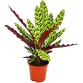 Exotenherz Schattenpflanze mit Ausgefallenem Blattmuster Calathea Lancifolia 14cm Topf ca. 50cm Hoch