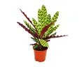 Exotenherz Zimmerpflanze Schattenpflanze Calathea lancifolia 14cm Topf ca. 50cm hoch