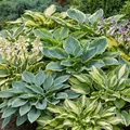 Hosta Pflanze Winterhart - Funkien Premium Kollektion - 10 Wurzeln - Stauden Mehrjährig Winterhart - Mix von 10 Hybriden - Pflanzen aus Holland (kein Samen, zwiebeln und nicht künstlich)