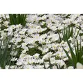 Anemone Blanda White Splendour Balkan Windröschen Ca. 9x9 cm Topf