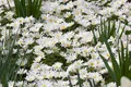 Anemone blanda 'White Splendour', Balkan-Windröschen, weiß, ca. 9x9 cm Topf