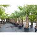 2 Stück Trachycarpus fortunei, 70 - 100 cm Stamm, 210 - 250 cm Hanfpalme, winterharte Palme bis -18°C