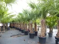 gruenwaren jakubik Baum 2 Stk Trachycarpus fortunei, 70 - 100 cm Stamm, 210 - 250 cm