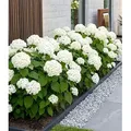 BALDUR Garten 1x Schneeball-Hortensie Annabelle; Pflanze im 9x9 cm-Topf, Gartenhortensie winterhart Hydrangea arborescens, pflegeleicht, blühend, ...