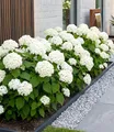 Schneeball-Hortensie "Annabelle";1 Pflanze