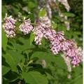 Bogenflieder 40-60cm - Syringa reflexa
