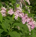 Bogenflieder 40-60cm - Syringa reflexa