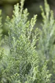 Pflanzen für Dich Konifere Chamaecyparis lawsoniana Ellwoodii, 1 St., Lawsons Scheinzypresse, Ellwoodii-Scheinzypresse, blaugrün, säulenförmig