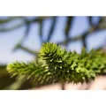 Araucaria Araucana Andentanne 40–50 cm