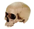 Anatomie Schaedel anatomic scull Markus Mayer