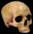 Menschlicher Schädel ohne Unterkiefer - Totenkopf Figur Totenschädel Deko Mayer