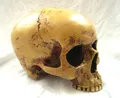 anatomic scull Markus Mayer Schädel ohne Unterkiefer