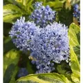 Kriechende Sächelblume El Dorado 30-40cm - Ceanothus thyrsiflorus