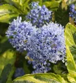 Kriechende Sächelblume El Dorado 30-40cm - Ceanothus thyrsiflorus