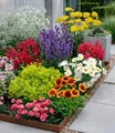 BALDUR Garten 9er Set Bunter Staudengarten, Pflanzen im 7x7 cm-Topf, Staudenbeet, rote Astilbe, weißes Schleierkraut, Kokardenblume, Glockenblume, rosa Federnelke, Frauenmantel, roter Bartfaden, etc.