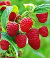BALDUR Garten 1x Himbeere TwoTimer® Sugana®, Pflanze im 2 Liter-Topf, Rubus idaeus, 2x Ernte im Jahr, üppige Erträge, Himbeerpflanze, essbare Früchte, winterhart, pflegeleicht