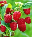 BALDUR Garten Obstpflanze Himbeere TwoTimer® Sugana®, 1 St., Selbstbefruchtend, winterhart, mehrjährig, pflegeleicht
