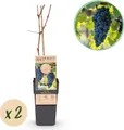 Green boutiQ - Obstpflanze - Vitis vinifera Boskoop Glory - Weinrebe - Winterhart - Blaue Traube - 2 Pflanzen - Topf 15cm - Höhe 50cm