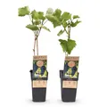 Green boutiQ - Obstpflanze - Vitis vinifera Boskoop Glory - Weinrebe - Winterhart - Blaue Traube - 2 Pflanzen - Topf 15cm - Höhe 50cm