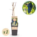 Obstpflanze - Vitis vinifera Boskoop Glory - Weinrebe - Winterhart - Blaue Trau