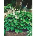 Hosta Plantaginea Honeybells Duftende Funkie Ca. 11x11 cm Topf